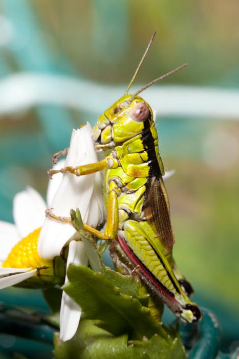 Decticus verrucivorus, Chorthippus parallelus, Kisella irena